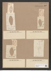 Navicula gastrum var. exigua (Greg.) Grun. (de-Toni-Nr.: Genus 1, Species 131) Zeichnungen Sammlung Grunow Nr. 402 (NHMW-BOT-W0366708)